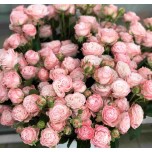 Пионовидные кустовые розы 3